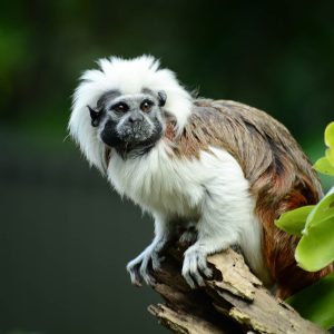 Cotton-top tamarins form monogamous relationships (only one partner) and are very territorial.